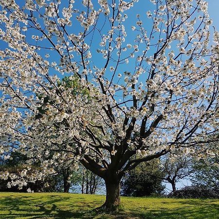 B&B Alte Paderno del Grappa エクステリア 写真